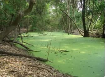 Reforestación y conservación de manglares