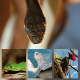 Conservación de la biodiversidad