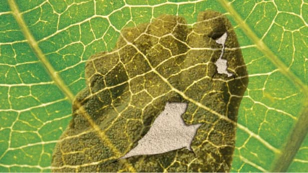 Bosques y selvas — Carbono Neutro Huatulco